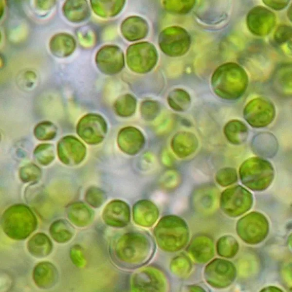 Educaduino SVT Chlorelles 100 mL culture Chlorella vulgaris