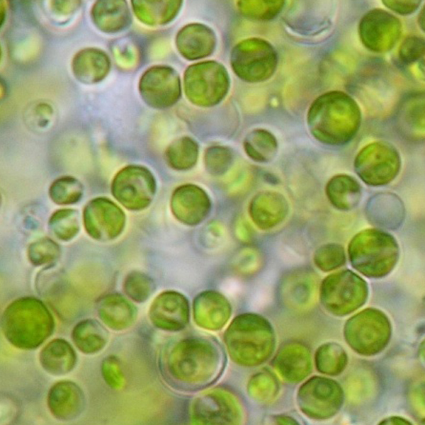 Educaduino SVT Chlorelles 100 mL culture Chlorella vulgaris